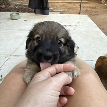 Cavalier King Charles Spaniel and Pomeranian Dogs Available for Adoption in San Diego, California - Brownie Boy | PetCurious