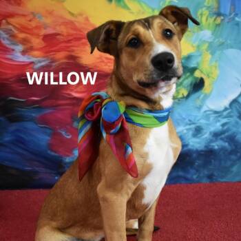 Willow -  Hound and Mixed Breed Dog for Adoption in Yuma, Arizona - Willow | PetCurious