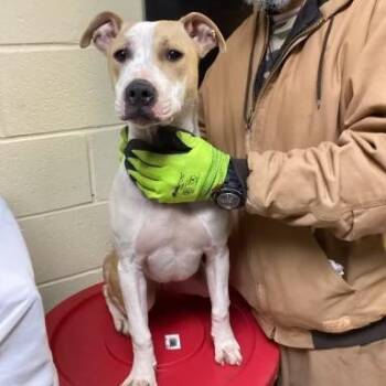 Labrador Retriever Dogs Available for Adoption in Williston, Vermont - Chilly | PetCurious