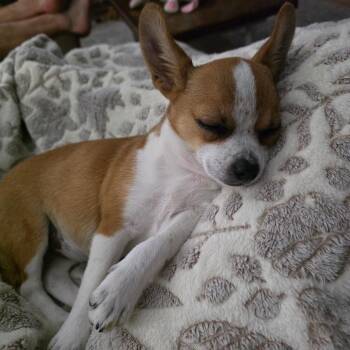 Fred -  Terrier Dog for Adoption in Raleigh, North Carolina - Fred | PetCurious
