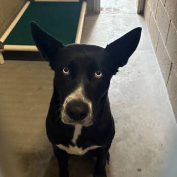 Husky and Labrador Retriever Dogs Available for Adoption in Yuma, Arizona - Cherri | PetCurious