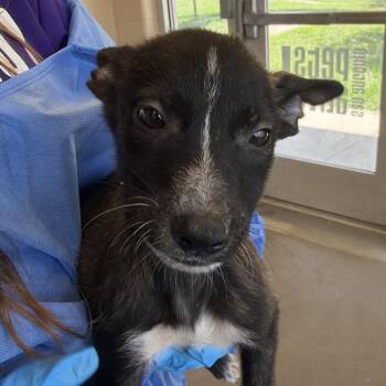 Taquito -  Belgian Shepherd Malinois Dog for Adoption in San Antonio, Texas - Taquito | PetCurious