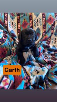 Garth -  Labrador Retriever and Flat Coated Retriever Dog for Adoption in Duluth, Minnesota - Garth | PetCurious