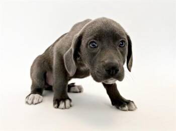 Labrador Retriever Dogs Available for Adoption - FRENCH QUARTER FLYERS | PetCurious