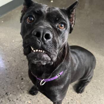 Harmonica -  Cane Corso Dog for Adoption in Columbus, Ohio - Harmonica | PetCurious