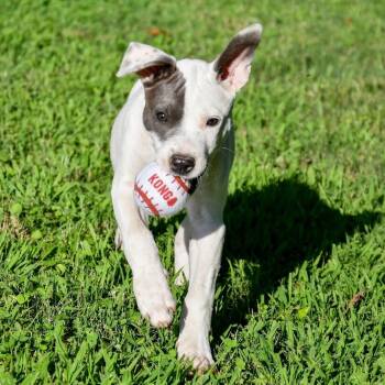 Sunshine -  Mixed Breed Dog for Adoption in Tunica, Mississippi - Sunshine | PetCurious