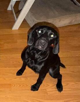 Hound and Labrador Retriever Dogs Available for Adoption in Willingboro, New Jersey - Berlin | PetCurious