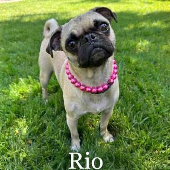 Rio -  Pug Dog for Adoption in Las Vegas, Nevada - Rio | PetCurious