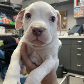 Mixed Breed Dogs Available for Adoption in Port Charlotte, Florida - 0553-D26 | PetCurious