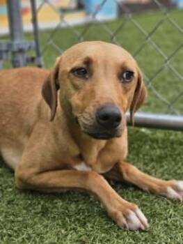 Mixed Breed Dogs Available for Adoption in Savannah, Georgia - Valentino | PetCurious