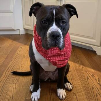Rescue Terrier and Mixed Breed Dogs for Adoption in Oak Brook, Illinois - Clarabelle | PetCurious