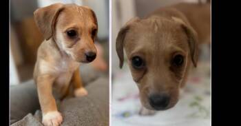 Sophia (Golden Girls) -  Poodle and Chihuahua Dog for Adoption in Gillsville, Georgia - Sophia (Golden Girls) | PetCurious