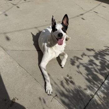 Harley -  Mixed Breed Dog for Adoption in San Diego, California - Harley | PetCurious