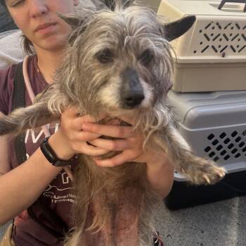 Lhasa Apso and Mixed Breed Dogs Available for Adoption in Richmond, California - BEAU | PetCurious