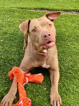Pit Bull Terrier Dogs Available for Adoption - Honey | PetCurious