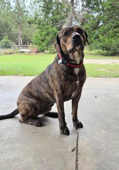 Rescue Tennessee Treeing Brindle Dogs for Adoption in Statesboro, Georgia - Blaze | PetCurious