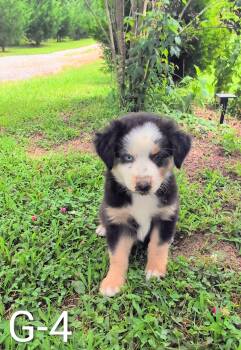 Lili  -  Australian Shepherd Dog for Sale in Dalton, Georgia - Lili  | PetCurious