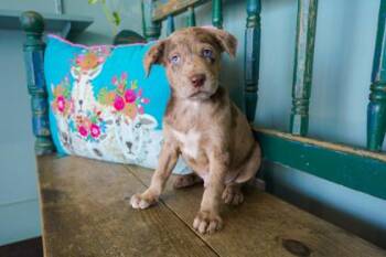 Merle -  Catahoula Leopard Dog and Labrador Retriever Dog for Adoption in San Antonio, Texas - Merle | PetCurious