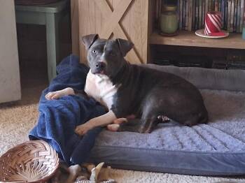 Grace -  Pit Bull Terrier Dog for Adoption in Plano, Texas - Grace | PetCurious