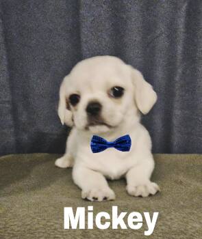 Pug and Shih Tzu Dogs Available for Adoption - Mickey  | PetCurious