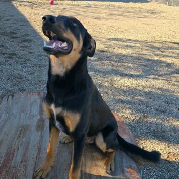 Dawson -  Shepherd and Mixed Breed Dog Available for Adoption in Wickenburg, Arizona - Dawson | PetCurious
