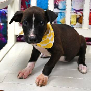 Nala -  Black Labrador Retriever and Australian Cattle Dog Blue Heeler Dog for Adoption in Beaumont, Texas - Nala | PetCurious