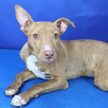 Terrier Dogs Available for Adoption - Gwen - 021805U-2 | PetCurious