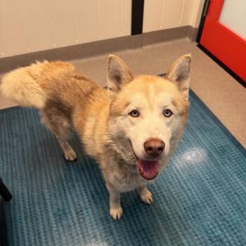 Ronaldo -  Husky Dog for Adoption in Los Angeles, California - Ronaldo | PetCurious