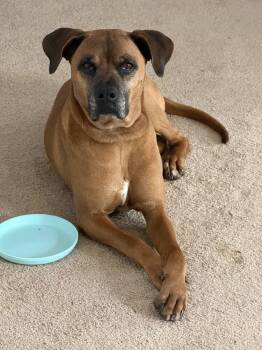 Boxer and Terrier Dogs Available for Adoption - SCOOBY | PetCurious