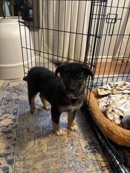 Rescue Shepherd Dogs for Adoption in Mechanicsburg, Pennsylvania - Tiffany | PetCurious