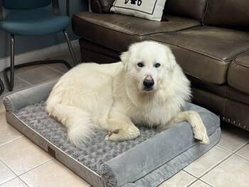 Sully -  Great Pyrenees Dog for Adoption - Sully | PetCurious