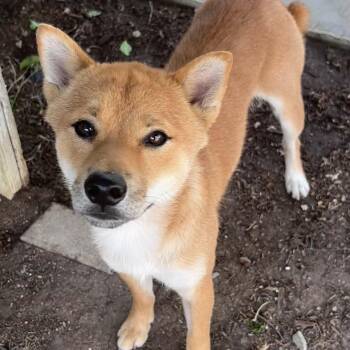 Shiba Inu Dogs Available for Adoption in The Colony, Texas - Tod | PetCurious