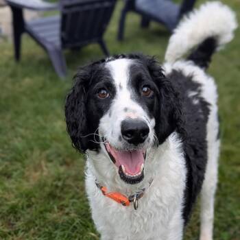 HUGO-ILLINOIS (MALE GOLDENDOODLE NEAR CHICAGO, ILLINOIS) -  Goldendoodle Dog for Adoption in Houston, Texas - HUGO-ILLINOIS (MALE GOLDENDOODLE NEAR CHICAGO, ILLINOIS) | PetCurious