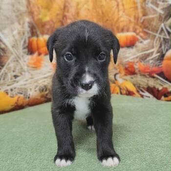 Rescue Labrador Retriever and Hound Dogs for Adoption in Griswold, Connecticut - Cheyenne | PetCurious