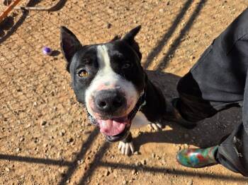 Broly -  American Bully Dog for Adoption in Roosevelt, Utah - Broly | PetCurious