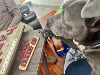 Mixed Breed Dogs Available for Adoption in West Chester, Pennsylvania - Maxine | PetCurious