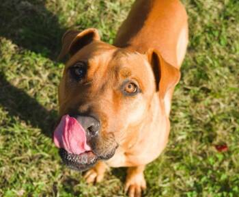 Marco -  Pit Bull Terrier Dog for Adoption in Mobile, Alabama - Marco | PetCurious