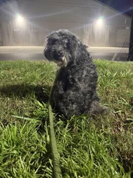 Bowie -  Poodle Dog for Adoption in Sanford, Florida - Bowie | PetCurious