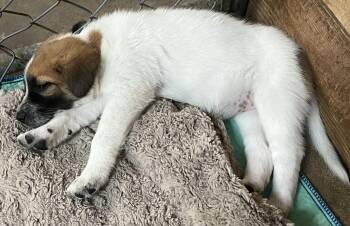 COZY -  Great Pyrenees Dog for Adoption in Granite Bay, California - COZY | PetCurious