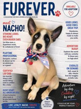 NACHO -  Siberian Husky and Mixed Breed Dog for Adoption in Lincoln, Nebraska - NACHO | PetCurious