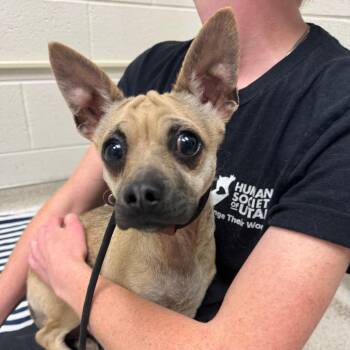 Dante -  Chihuahua and Mixed Breed Dog for Adoption in Murray, Utah - Dante | PetCurious