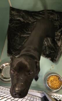 Rescue Pit Bull Terrier Dogs for Adoption in Roanoke, Virginia - Onyx | PetCurious