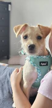 The Happy Hurricane -  Terrier Dog for Adoption in Olympia, Washington - The Happy Hurricane | PetCurious