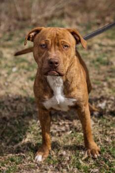 Pit Bull Terrier Dogs Available for Adoption - Vilkas | PetCurious
