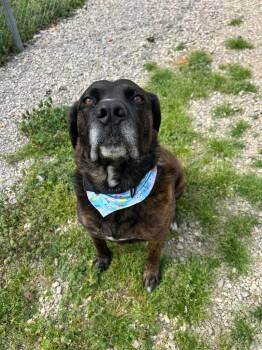 Cane Corso Dogs Available for Adoption - Drago | PetCurious