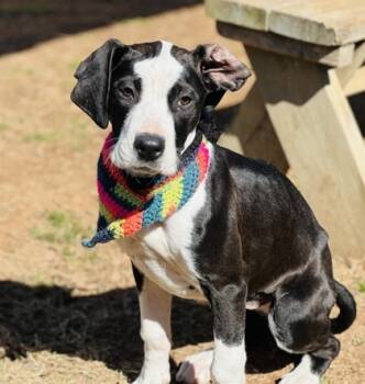 Rescue Great Dane and Mixed Breed Dogs for Adoption in Seneca, South Carolina - Flora $125 Fostered | PetCurious