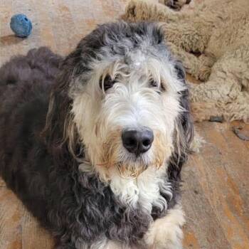 AZELIAH ( in New York) -  Bernadoodle Dog for Adoption in New York, New York - AZELIAH ( In New York) | PetCurious