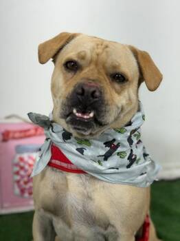 Bruce-One of our Amazing Rescue Dogs -  Shar Pei and Bulldog Dog for Adoption in Carlsbad, California - Bruce-One Of Our Amazing Rescue Dogs | PetCurious