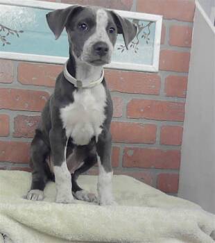 BUBBLES -  Catahoula Leopard Dog and Mixed Breed Dog for Adoption in Houston, Texas - BUBBLES | PetCurious