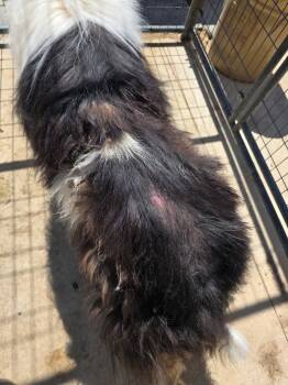 Rough Collie Dogs Available for Adoption in Elyria, Ohio - Razzy | PetCurious